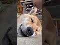 Before after of sleeping San-chaaannn🐕💤