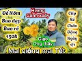 1-1-2026☎️0327 805 559📲 mai giống mai Tết giá cực rẻ -full clip đế Nôm bao đế đẹp bao giá rẻ
