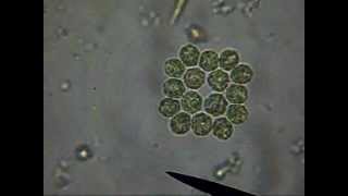 Gonium Colonial Algae