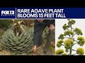 Rare agave plant blooms in WA after 17 years