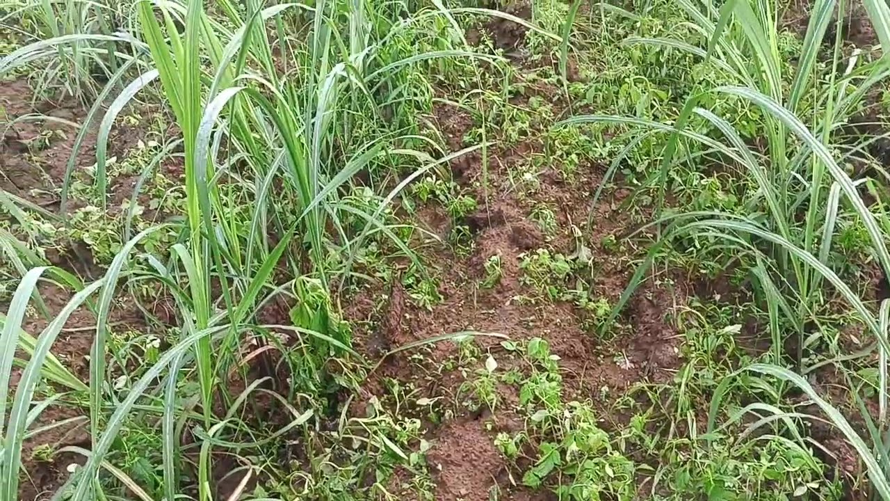 update: after applying herbicide (Diuron+24D) then fertilizer and cultivate.