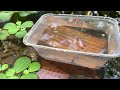 A large number of giant fish were caught in a Japanese river in the middle of winter.