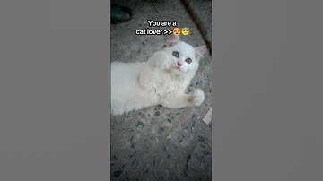 Pov: You are a cat lover #foryou #viralshort #cat #catfunny #shortvideo #viralvideo #funny #catvideo