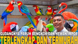 DIJAMIN MURAH ! CUMA MULAI 1 JUTA SUDAH DAPAT BURUNG PARUH BENGKOK JINAK DI KIOS INI