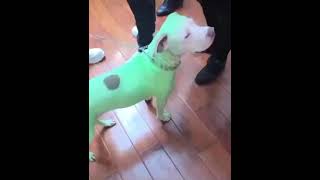 Young Thug Dye Dog Slime Green For Slime Language 2 With YSL Lil Keed Yak Gotti Gunna Young Thug Dye Dog Slime Green For Slime Language 2 With YSL Lil Keed Yak Gotti Gunna