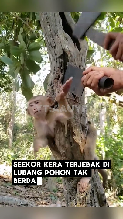 Aksi Heroik #BelajarDariAlam, #PeduliSatwa, #EdukasiHewan, #KisahPenyelamatan, #ManusiaDanAlam