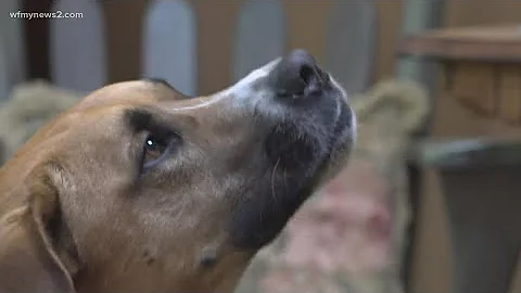 Helping pets from domestic violence homes