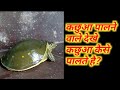 कछुआ पालने वाले यह वीडियो जरूर देखें || देसी कछुआ क्या खाता है ? ||#कछुआ 