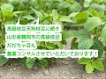 高級枝豆天狗枝豆に続き山形県鶴岡市の高級枝豆だだちゃ豆も農業コンサルさせていただいております！