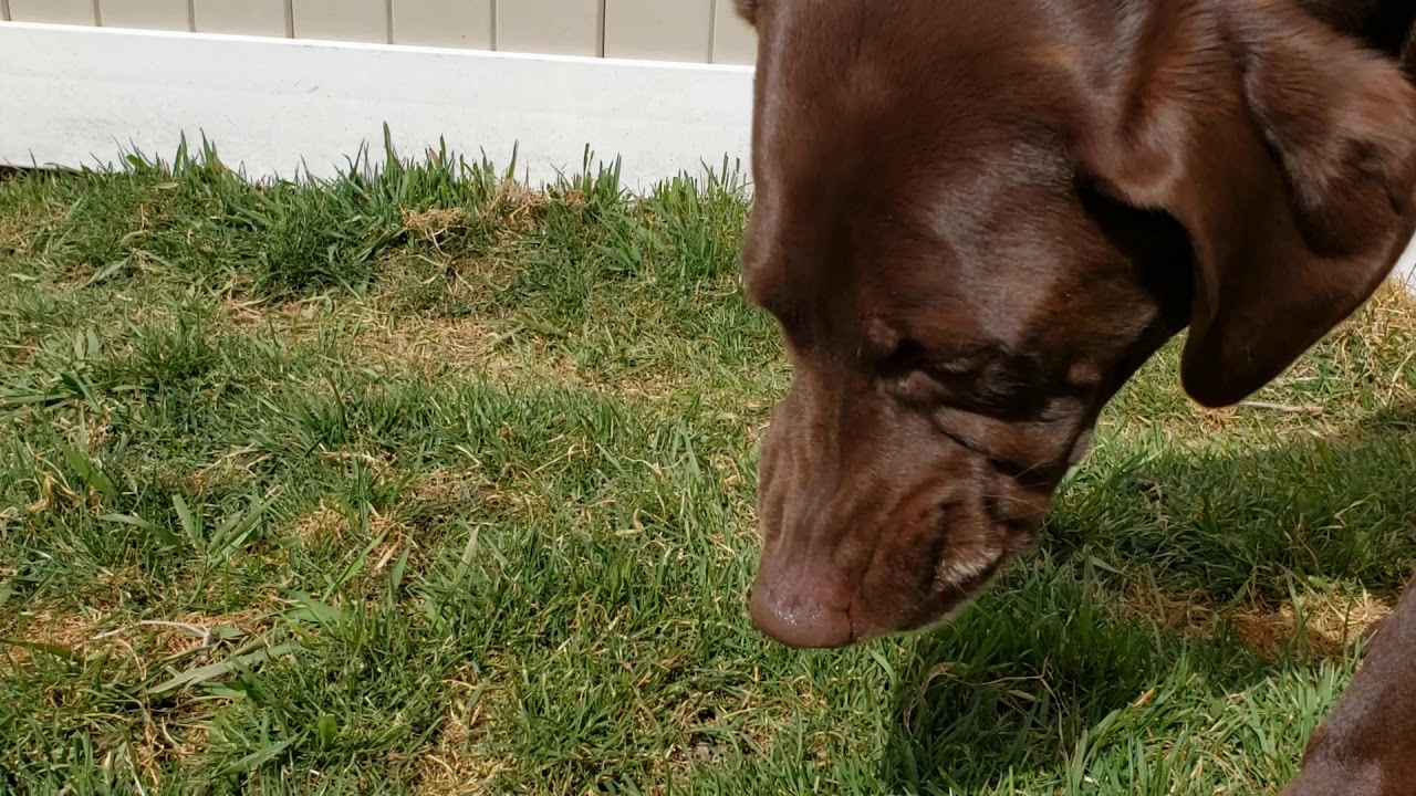 Dogs eating grass YouTube