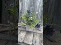 Blue Sunflower Patriotic Bucket Kit DIY | Red White and Blue Summer Floral Decor