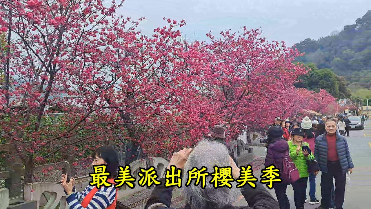 警察與樱花竟然扯得上關係~ 泰安派出所樱花季 賞櫻了