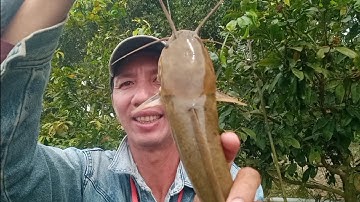 Câu cá rô đồng, trê vàng: điểm câu toàn cá khủng bao phê luôn cả nhà ơi.