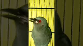 Download Lagu srigunting abu abu gacor dor#sriguntingkelabugacor #masteran #shorts MP3