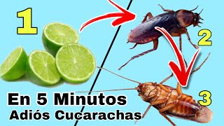 Como Usar el LIMÓN para Eliminar las CUCARACHAS de la Casa