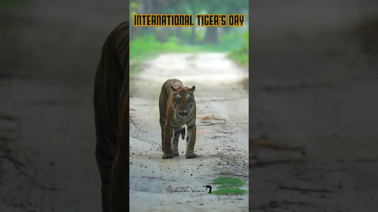 INTERNATIONAL TIGER'S DAY