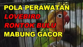 POLA PERAWATAN LOVEBIRD RONTOK BULU MABUNG GACOR