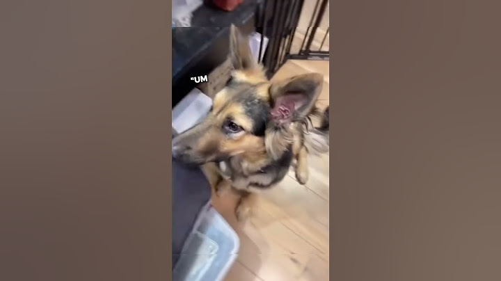 Rescue Dog NEVER Had A Permanent Home Until...