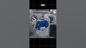 Animals in zero gravity                 #science #sciencefacts