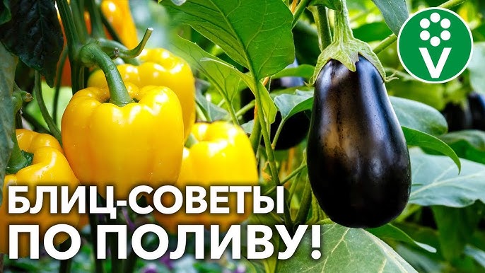 Әйелім басында үштікке келіспеді.