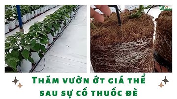 Thăm vườn ớt giá thể sau sự cố thuốc đè - FUNOFARM
