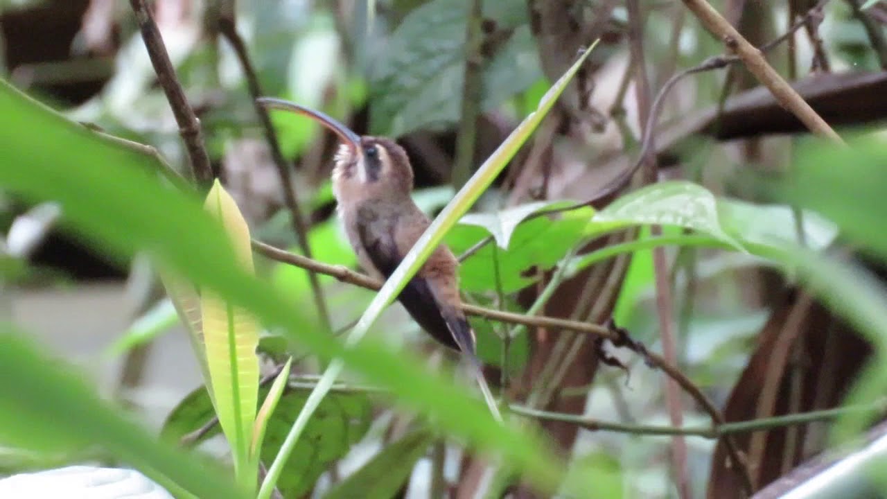 Long-billed Hermit Hummingbird 