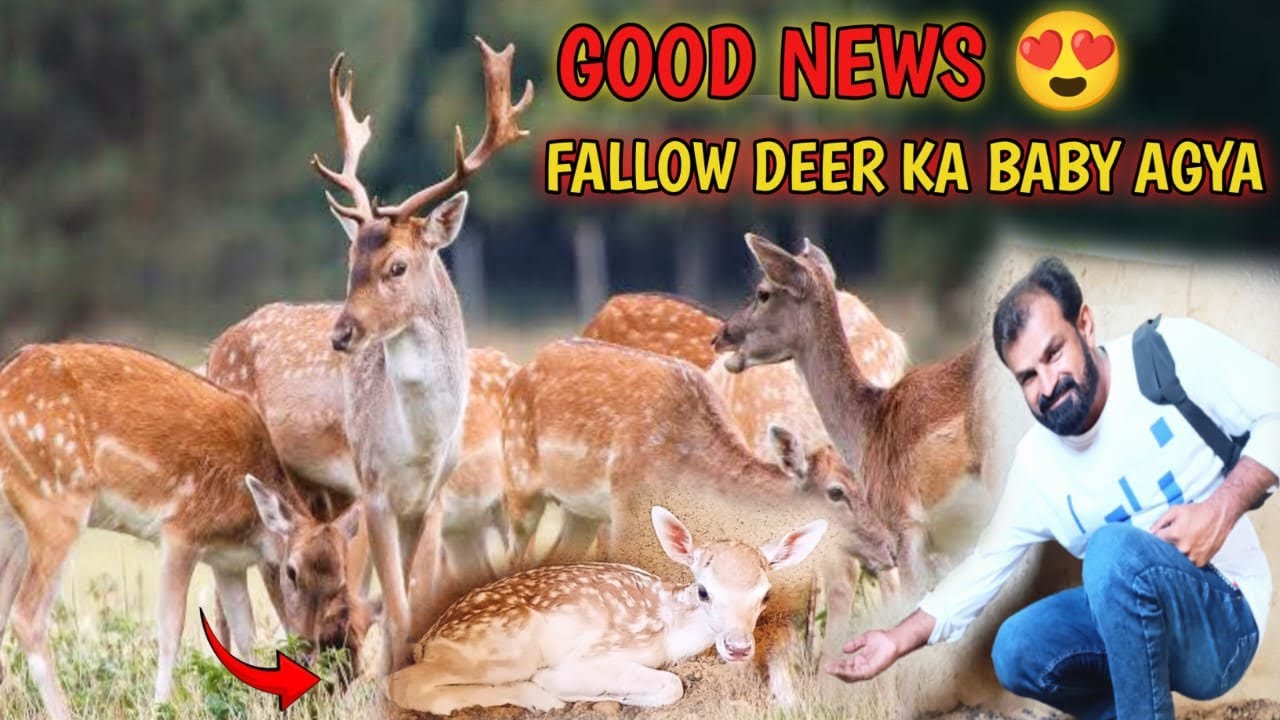 fallow-deer-ne-bacha-de-diya-youtube