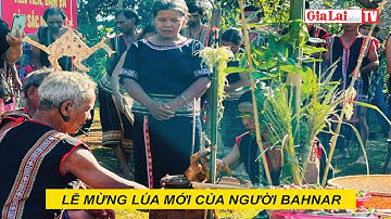 Lễ Mừng lúa mới của người Bahnar #baogialaidientu #mungluamoi