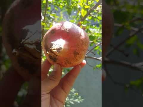 Video: Cómo cosechar la fruta de la granada: cuándo cosechar las granadas