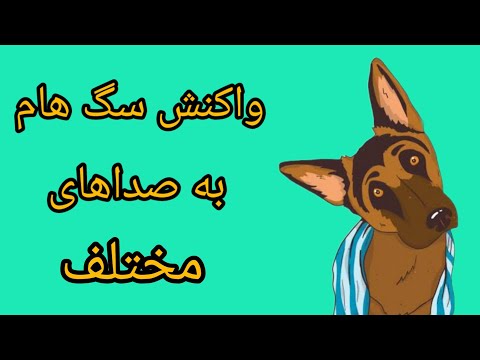 واکنش سگ هام به صدای گرگ توله سگ و اسباب بازی 