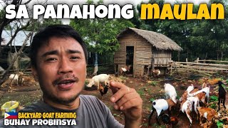 PAG AALAGA NG KAMBING SA MAULAN NA PANAHON | Backyard Goat Farming | Buhay Probinsya | ron revilla