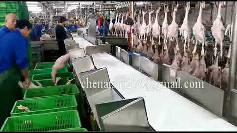 automatic whole chicken weight sorting machine/chicken wings weight sorting grading machine
