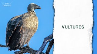 How do Vultures help humans and the environment