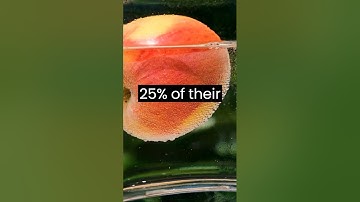 Why apples float in water? #facts #didyouknow #fruit #science