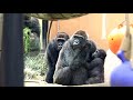 ゲンタロウ、大きな奇声を出してお父さんモモタロウから逃げる。【京都市動物園、ニシゴリラの家族】