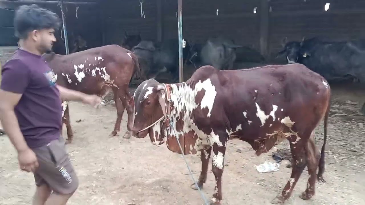 देसी नस्ल के जबरदस्त दो केड़े🙏👳