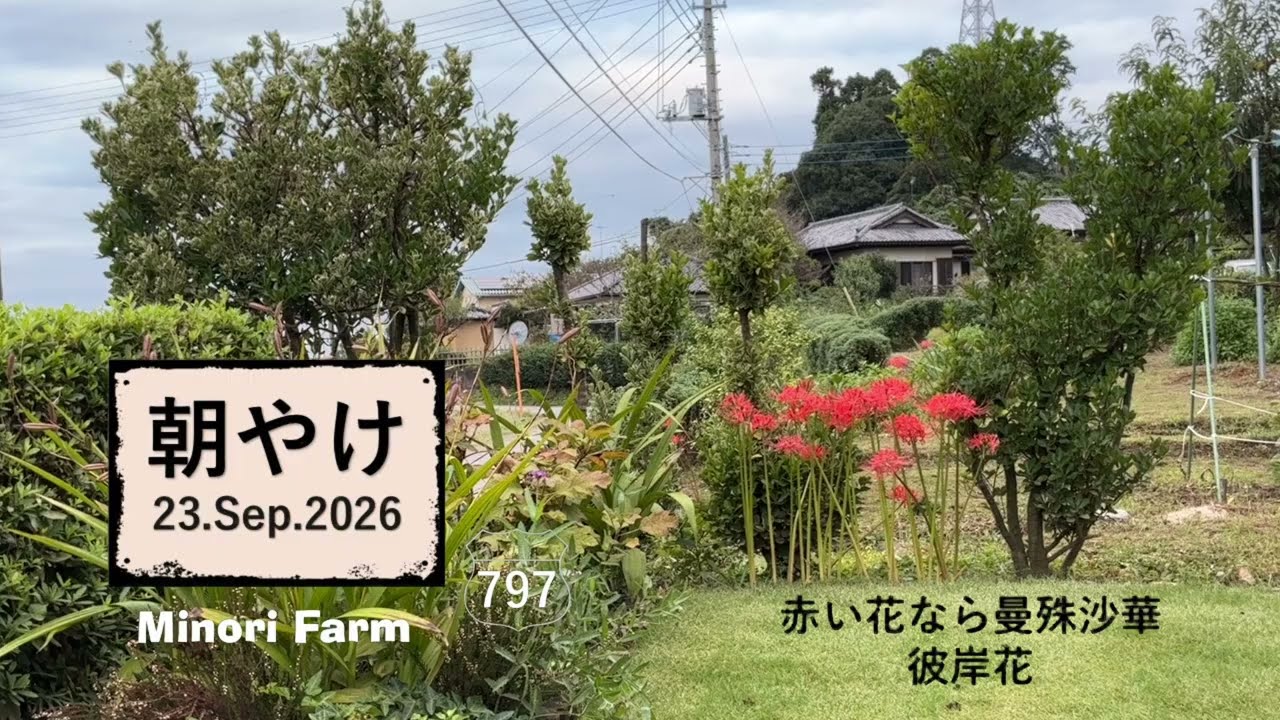23.Sep.2026】赤い花なら まんじゅしゃげ - YouTube