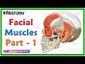 Facial Muscles and Their Expressions Explained