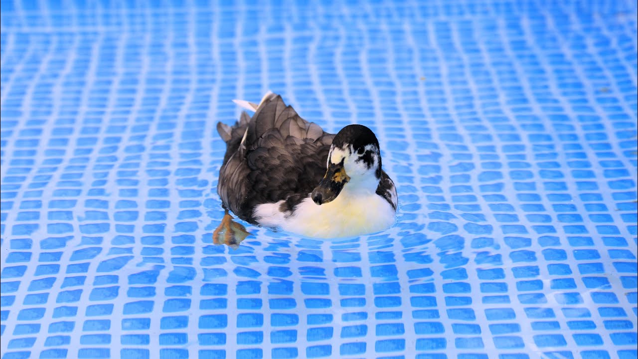 初めてのプールで大はしゃぎのアヒル
