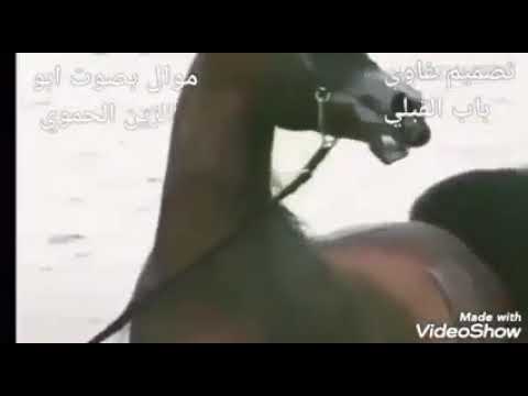 شفنى العجب من ناس مرباهم غير مربانة موال بصوت ابو الزين الحموي 