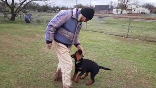 4 month old Rottweiler puppy off leash obedience