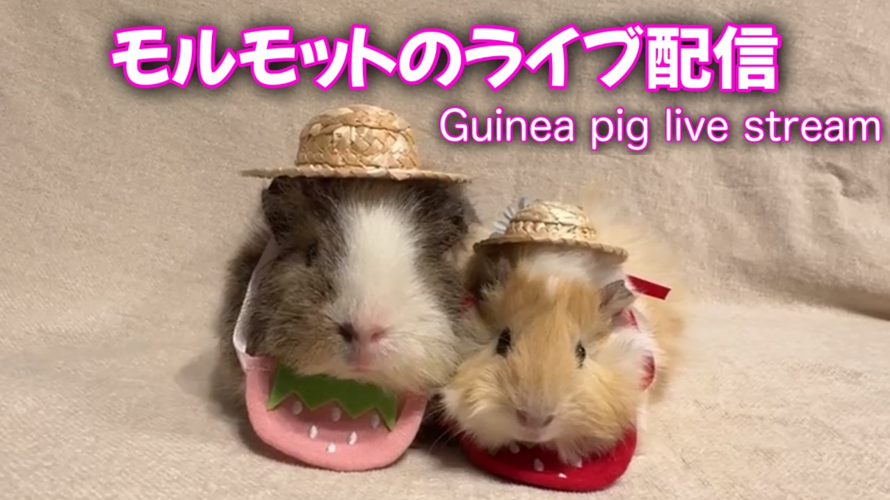 🔴モルモットのライブ配信 Guinea pig live stream