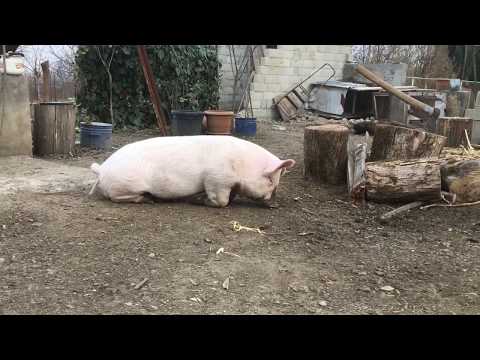 საბეკონე ბურვაკი 4 თვის/becon piglet 4 monts