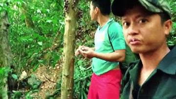 KÝ SỰ RỪNG GIÀ | Tập 3: Hái dâu rừng ăn tại chổ| DISCOVER A GOD Episode 3| NHỊP SỐNG MIỀN TRUNG