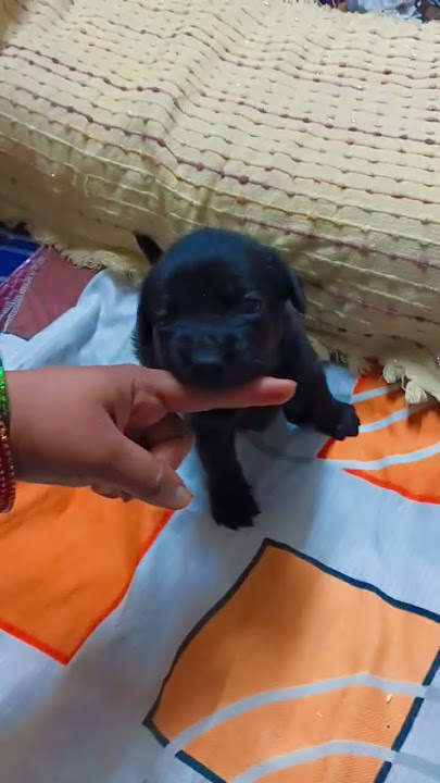 chudaniki enta vuntadu. vidi gola mamulga vundadu 😂😂#@AnilrajAnupa #comedy #funny #dog #pets #love