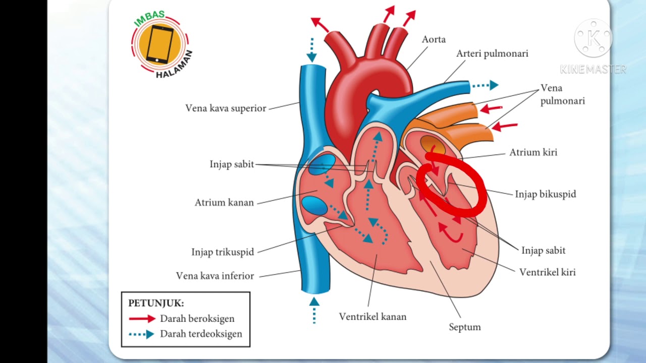 Fungsi aorta