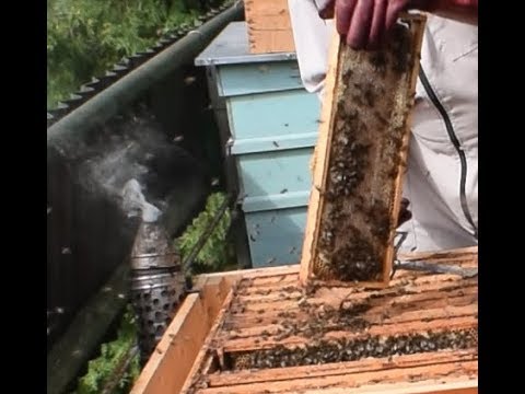 Video: Tatāru Kļava (20 Fotogrāfijas): Melnā Koka Apraksts. Ginnala Kļava Ir Kā Medus Augs. Koku Lapas. Kur Aug Ne Ļeņins? Kā Izskatās Ziedēšana?