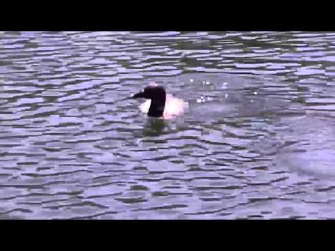 Loon diving in the water