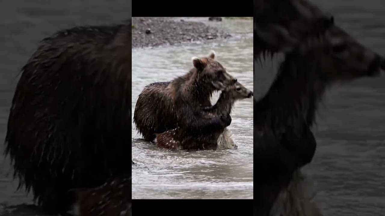 🐻🌧️ Bear Cub Saves a Drowning Deer – Unbelievable Animal Rescue in the Rain