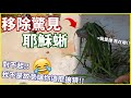 移除時竟捕獲「耶穌蜥」！從樹叢被拉上來的瞬間全員傻爆眼！新手運真厲害！《帶妳抓蜥蜴😘》EP1